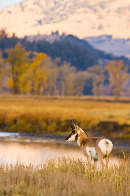 Pronghorn At Edge Of The Lamar River